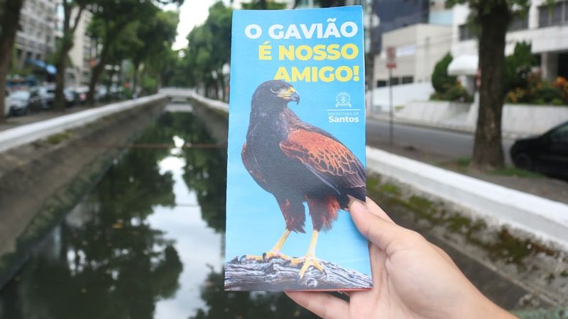 Santos lança campanha para orientar sobre gaviões asa-de-telha