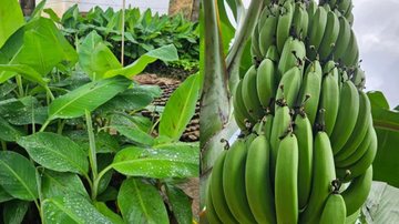 banana ambrosia