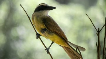 Bem-te-vi além do canto: o lado voraz da ave que domina as cidades