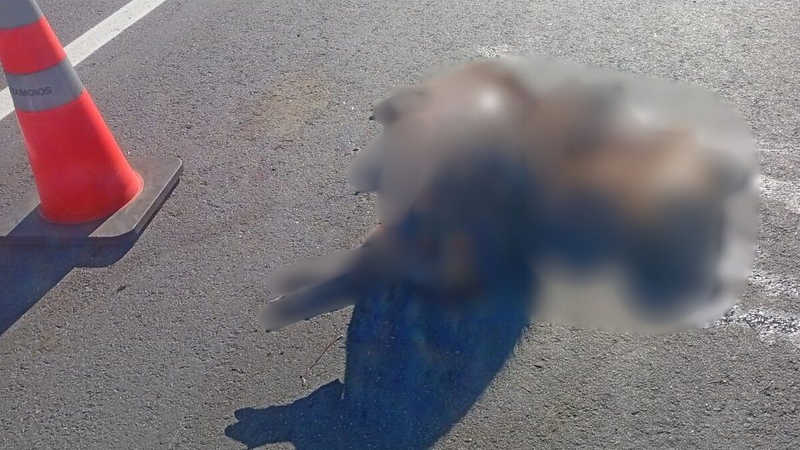 Capivaras são encontradas mortas no acostamento da rodovia dos Tamoios, em Caraguatatuba