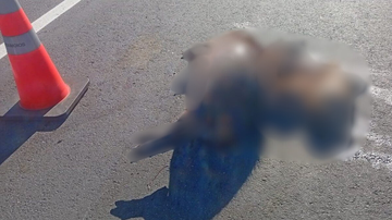 Capivaras são encontradas mortas no acostamento da rodovia dos Tamoios, em Caraguatatuba
