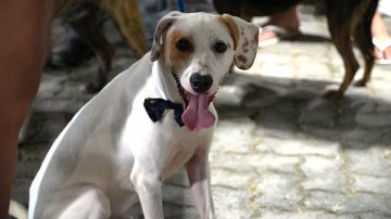 Cães e gatos castrados e vacinados aguardam adoção em Ilhabela neste domingo