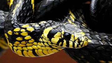 Cobra caninana é peçonhenta? Entenda os mitos e conheça a dieta da 'gigante' das florestas