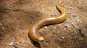 Cobra-de-duas-cabeças usa o próprio crânio para cavar e atrai cientistas