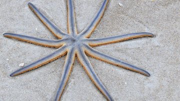 Estrelas-de-nove-pontas surgem no litoral de SP; saiba o que fazer ao encontrar a espécie
