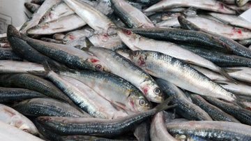 Festival no Mercado de Peixes de Santos oferta sardinha pela metade do preço