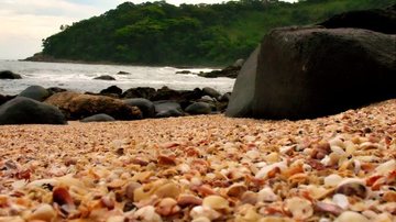 Praia das Conchas: veja a praia do Guarujá coberta de conchas