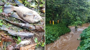 Morte de peixes por contaminação de rio gera multa de R$ 100 mil à Sabesp