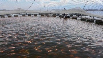 Vírus letal o que muda para quem cria e consome tilápia em SP