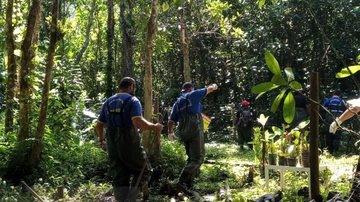 Área com árvores em extinção sofre desmatamento e invasão em São Sebastião