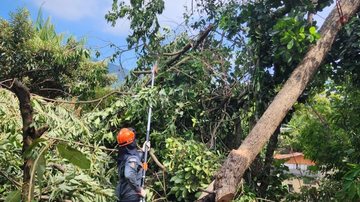 Árvore cai sobre casa devido a fortes ventos em Ilhabela