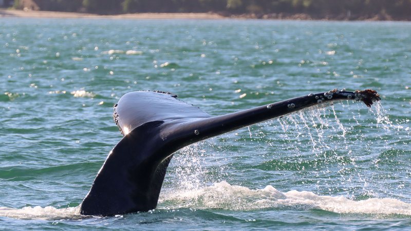 Baleia Week leva educação ambiental e cultura oceânica a São Sebastião