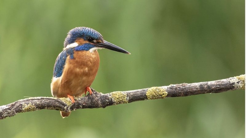 Bertioga celebra Dia do Observador de Aves com excursão para maior evento de turismo do país