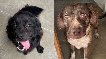 Feira em Bertioga busca lares para cães resgatados e sobreviventes de abandono