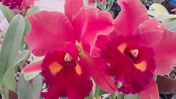 Festival com 10 mil orquídeas abre feriado do Dia do Trabalho em Santos