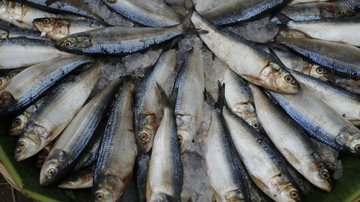 Lote de sardinha congelada é recolhido após contaminação por salmonela