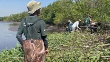 'Mangue-maçã' asiático ameaça litoral de SP; veja como identificar a praga