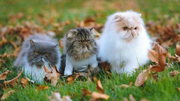 Outono esconde perigo silencioso para a saúde de cães e gatos