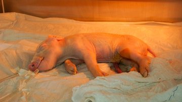 Primeiro porco clonado do Brasil nasce com foco em doação de órgãos para o SUS