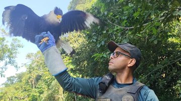 Quatro gaviões, uma coruja e um quero-quero voltam ao habitat no litoral de SP