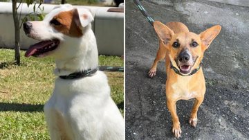 Vila Belmiro sedia evento de adoção de cães resgatados de maus-tratos