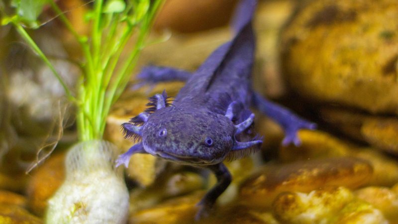 Axolote impressiona a ciência e desperta curiosidade na internet