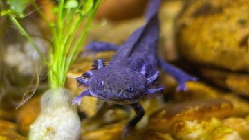 Axolote impressiona a ciência e desperta curiosidade na internet