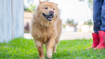 Bertioga busca lares para 129 cães e 27 gatos disponíveis para adoção