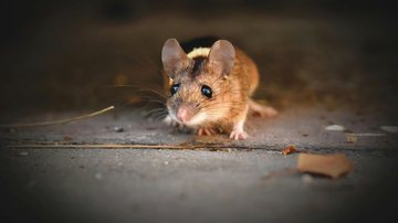 Biomédico alerta sobre leptospirose em período de chuva e reforça prevenção