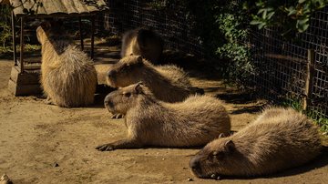Capivara vira febre na internet, mas exige cuidados e não é animal de estimação