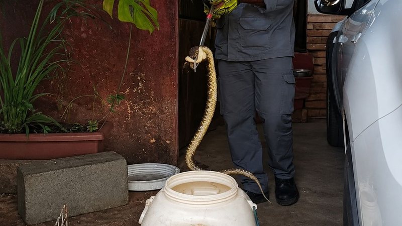 Cobra sendo retirada da residência, em Ilhabela. É o segundo caso em menos de 10 dias - Corpo de Bombeiros