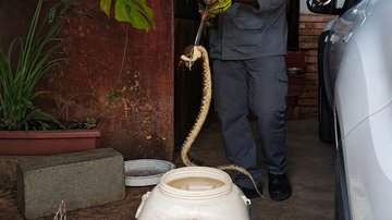Cobra sendo retirada da residência, em Ilhabela. É o segundo caso em menos de 10 dias - Corpo de Bombeiros