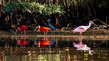Guará, Garça Azul e Colhereiro, no rio Santana, em Cubatão