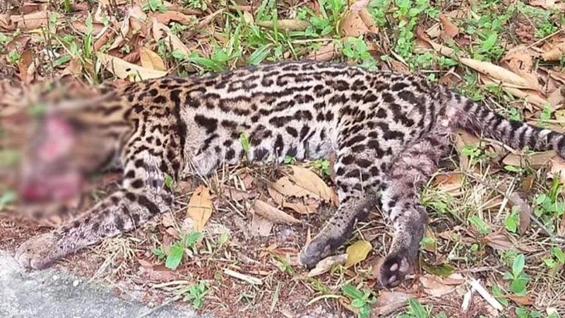 ICC protocola pedido de medidas urgentes contra atropelamento de fauna na Rio-Santos