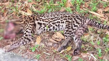 ICC protocola pedido de medidas urgentes contra atropelamento de fauna na Rio-Santos