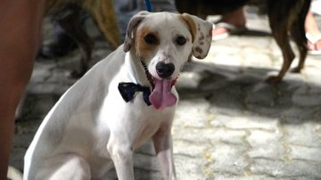 Mutirão de castração gratuita de cães e gatos atende dois bairros de Ilhabela