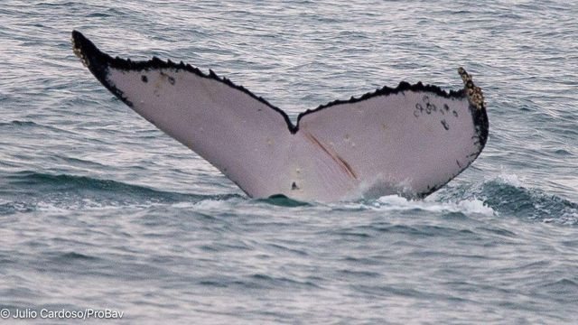 Registro em Ilhabela ajuda ciência a confirmar longa travessia de baleia-jubarte