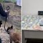Agente canina da GCM acha drogas e suspeito é preso em São Sebastião