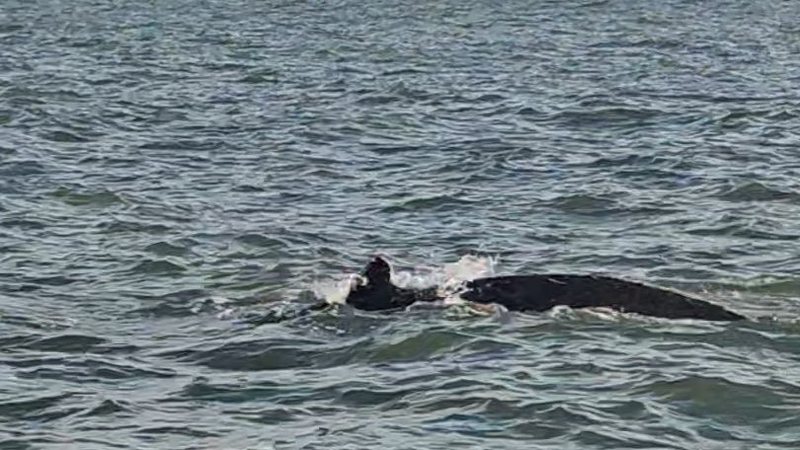 Baleia-jubarte é avistada entre São Vicente e Praia Grande
