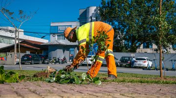 Bertioga planta mais de 1,7 mil mudas nativas da Mata Atlântica em áreas urbanas