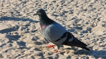 Biomédico alerta para riscos da doença do pombo na Baixada Santista