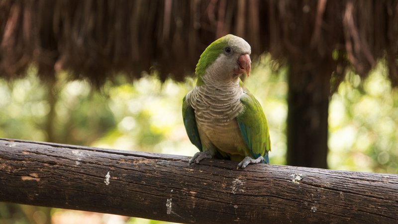Caturrita constrói o próprio ninho e destaca-se como animal pet