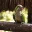 Caturrita constrói o próprio ninho e destaca-se como animal pet