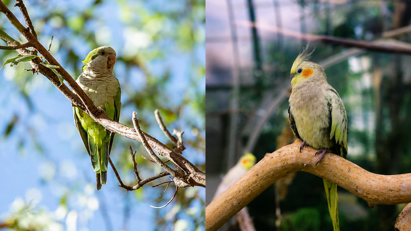 Caturrita ou calopsita? Conheça as diferenças entre as duas aves