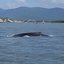 Baleia no Porto de Santos: Polícia Ambiental pede ajuda para localizar animal
