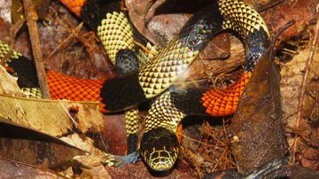 Cobra coral verdadeira ou falsa? Confira como identificar a espécie