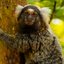 Confira os cuidados essenciais para ter um sagui como animal doméstico