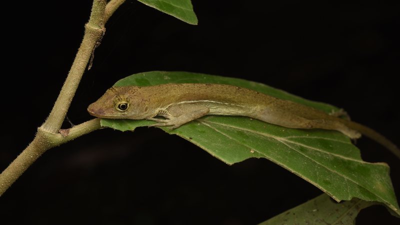 Conheça as lagartixas gigantes da Nova Caledônia criadas como pet
