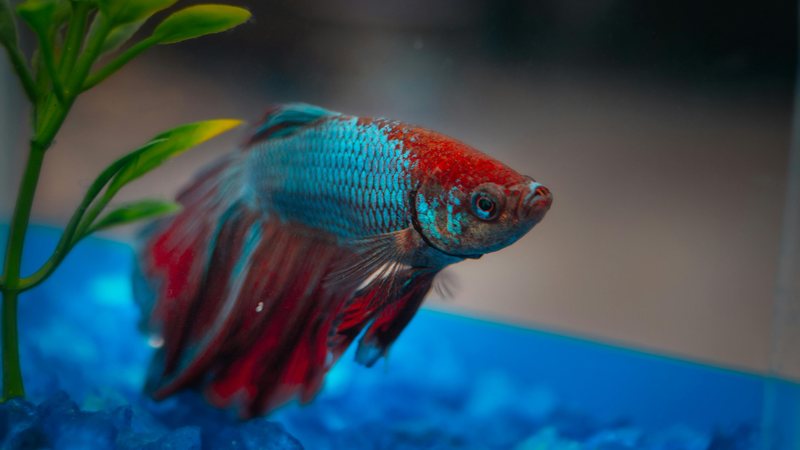 Criação de peixe beta exige aquário adequado e cuidados específicos; confira