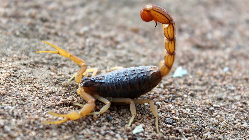 Encontrou um escorpião? Saiba o que fazer para evitar acidentes